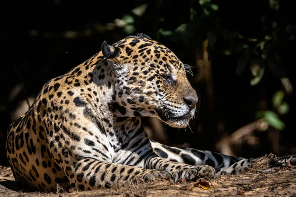 Beautiful Shot Cheetah Wild Day — Φωτογραφία Αρχείου