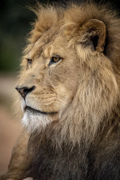 Vertical Shot Lion Wilderness — Φωτογραφία Αρχείου