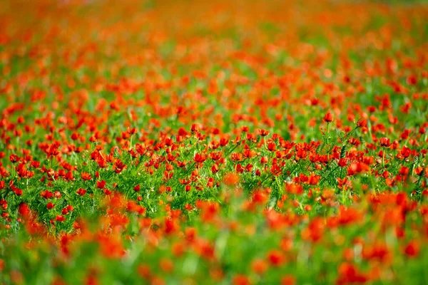 Beautiful Shot Adonis Annua Flowers Field — Stock Photo, Image