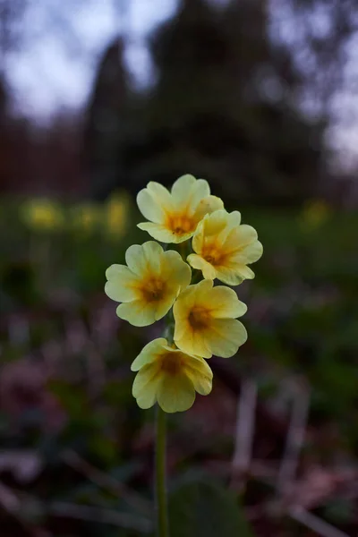 Vertical Closeup Shot Blooming Yellow Primrose Flowers — Fotografia de Stock