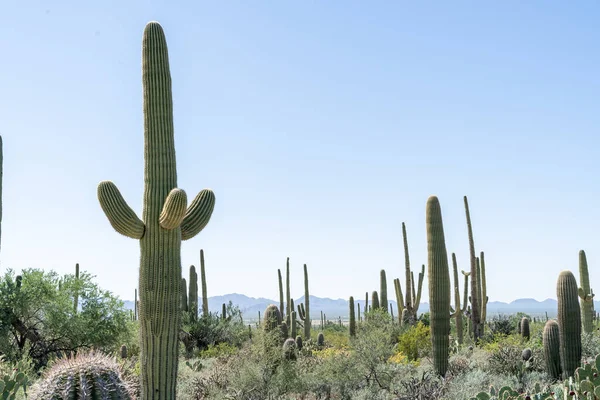 Campo Cactus Enorme Jardín Botánico —  Fotos de Stock