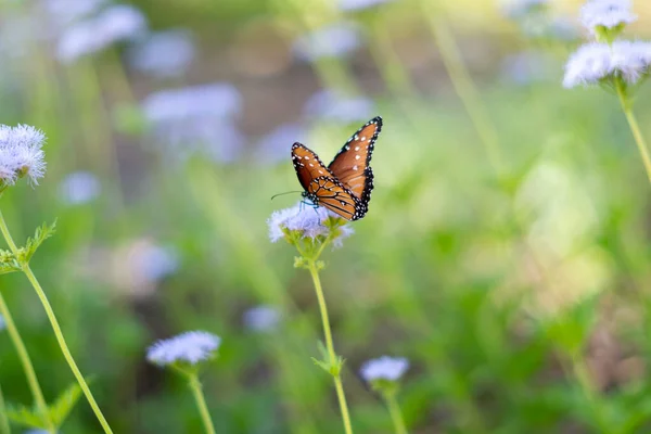 Foco Raso Uma Borboleta Cor Marrom Grandes Folhas Verdes Jardim — Fotografia de Stock