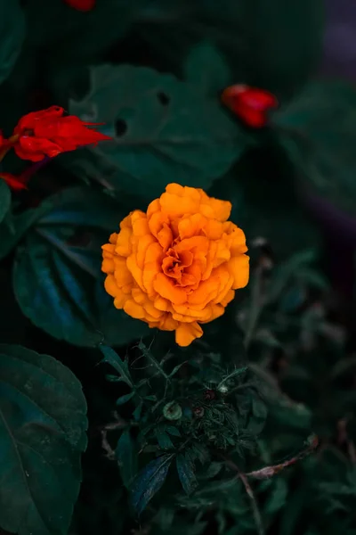 Sélectif Une Rose Jaune Dans Jardin Iasi Roumanie — Photo