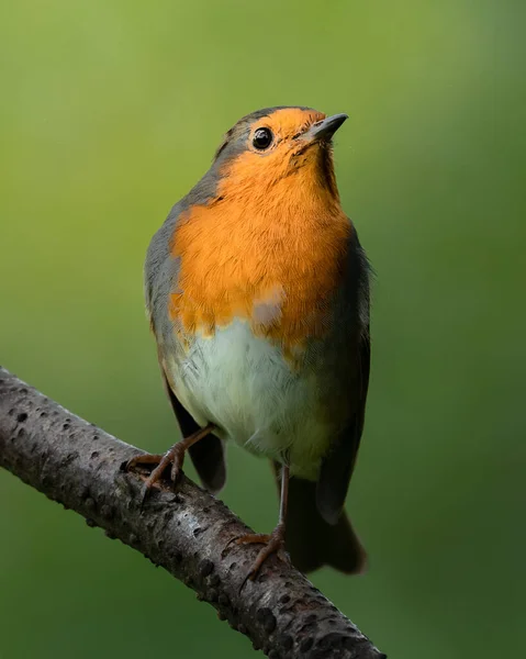 Manchester United Kingdom Aug 2021 Vertical Closeup European Robin Perched — Stock Photo, Image