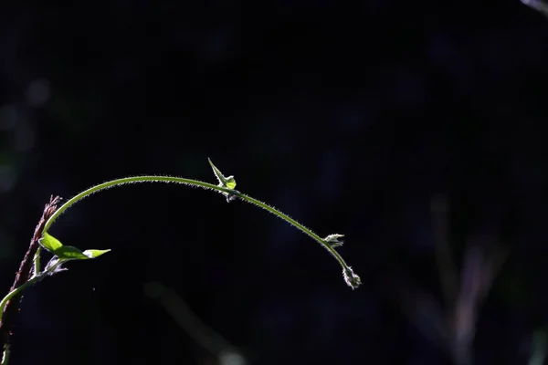 Zbliżenie Świeżej Zielonej Rośliny Rosnącej Polu Pod Słońcem Ciemnym Rozmytym — Zdjęcie stockowe