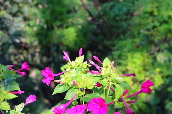 Primer Plano Las Flores Mirabilis Jalapa Creciendo Jardín Bajo Luz — Foto de Stock