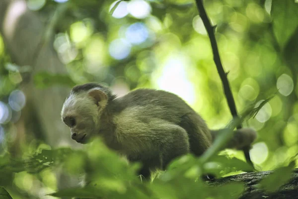 Μια Κοντινή Φωτογραφία Μιας Μαϊμούς Στο Δέντρο — Φωτογραφία Αρχείου