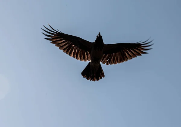 Низький Кут Пострілу Ворона Летить Чистому Блакитному Небі — стокове фото