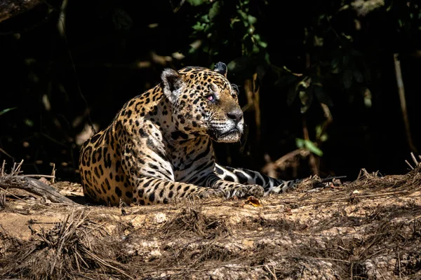 Beautiful Shot Cheetah Wild Day — Φωτογραφία Αρχείου