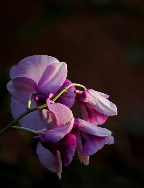 Eine Vertikale Aufnahme Schöner Rosa Lathyrus Blüten — Stockfoto