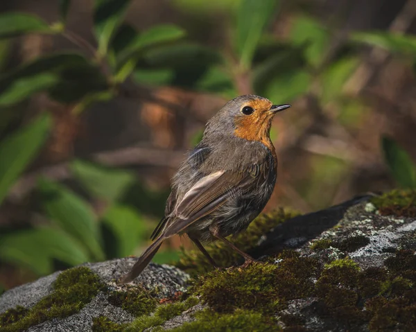 苔むした岩の上に落ちた鳥のクローズアップショット — ストック写真