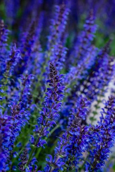 Vertical Closeup Shot Blooming Woodland Sage Flowers — Stockfoto