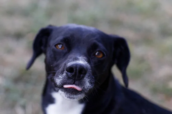 Dilini Dışarı Çıkaran Köpeğin Yakın Çekimi — Stok fotoğraf