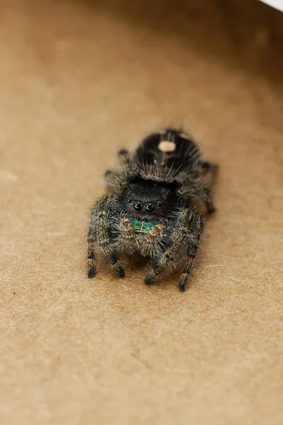 Eine Vertikale Nahaufnahme Der Jumping Spider — Stockfoto