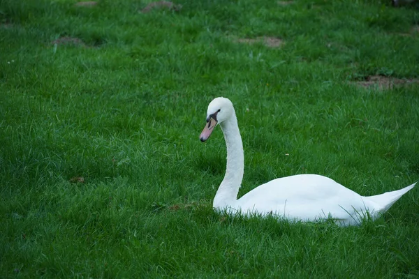 Ein Weißer Schwan Auf Dem Grünen Gras — Stockfoto