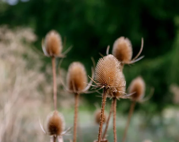 Selective Focus Shot Dry Thistle Flowers Forest — 스톡 사진