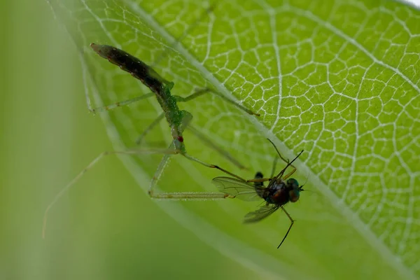 Closeup Assassin Bug Fly — Stock Photo, Image