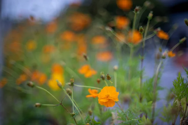自然の中で成長するオレンジ色の花の浅い焦点ショット — ストック写真