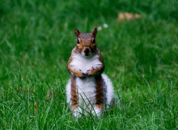 Gros Plan Mignon Écureuil Sur Herbe Parc — Photo