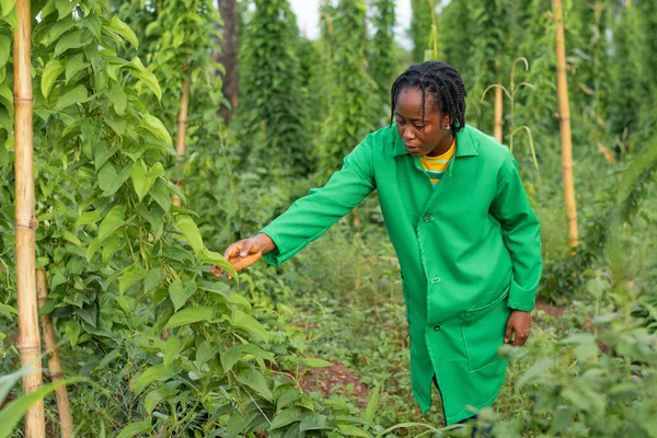 Uma Foto Uma Mulher Africana Trabalhando Uma Fazenda Nigéria — Fotografia de Stock