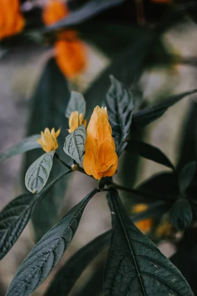 Vertical Shot Yellow Pachystachys Flowers Growing Botanical Garden Iasi Romania — Fotografia de Stock