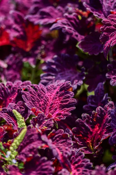 Een Close Van Paarse Decoratieve Bladeren Botanische Tuin Iasi Roemenië — Stockfoto