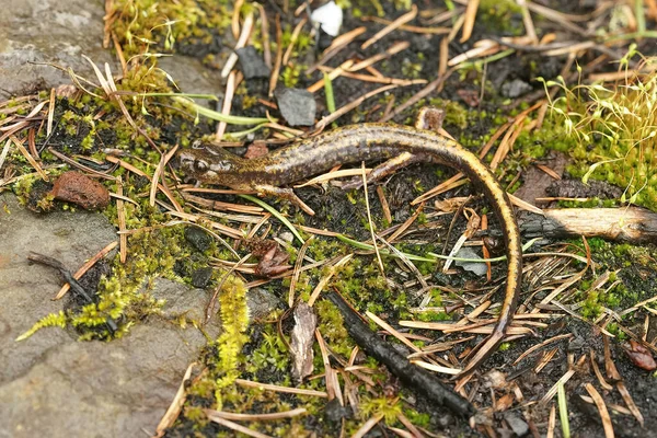 Egy Dunn Szalamandra Plethodon Dunni Columbia Folyó Torkolatánál Oregonban — Stock Fotó