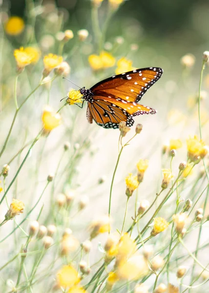 Неглубокий Фокус Коричневой Бабочки Солнечно Желтых Цветах Ботаническом Саду Пустыни — стоковое фото