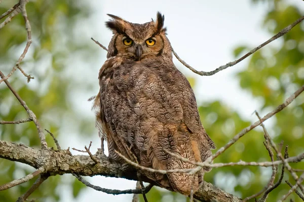 Closeup Owl Perched Tree Branch — ストック写真