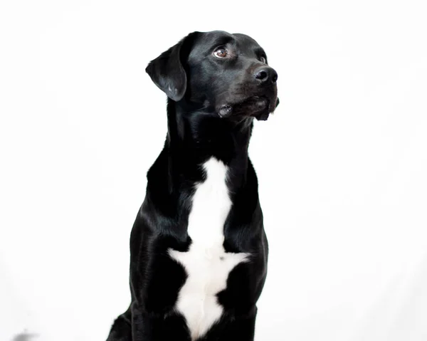 Een Zwarte Hond Met Een Witte Vlek Geïsoleerd Een Witte — Stockfoto