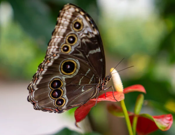Крупним Планом Красивий Метелик Квітці — стокове фото