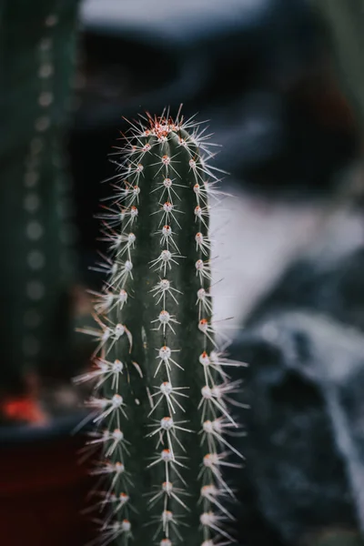 Vertical Shot Cactus Blooming Botanical Garden Iasi Romania — стокове фото
