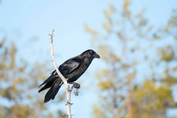 Ein Rabe Thront Auf Einem Trockenen Ast — Stockfoto