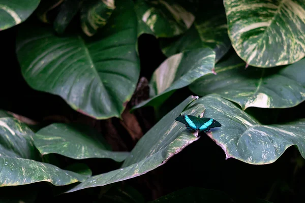Foco Poco Profundo Una Mariposa Color Azul Sobre Grandes Hojas —  Fotos de Stock