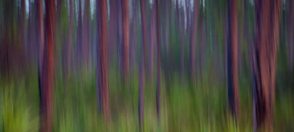 Een Prachtig Shot Van Een Wazige Achtergrond Van Bomen — Stockfoto