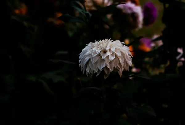 ダリアの花のクローズアップショット — ストック写真