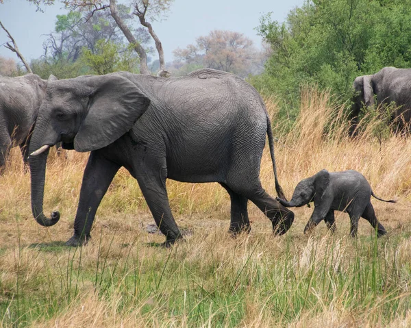 사바나에 아프리카코끼리입니다 아프리카 — 스톡 사진