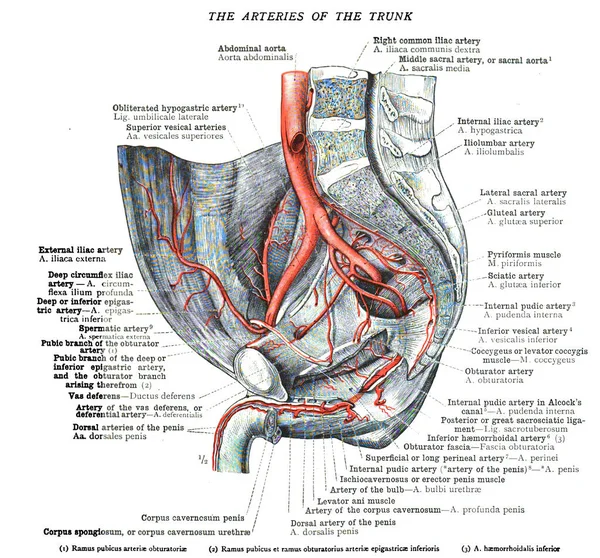 Страница Древнего Учебника Анатомии Xix Века — стоковое фото