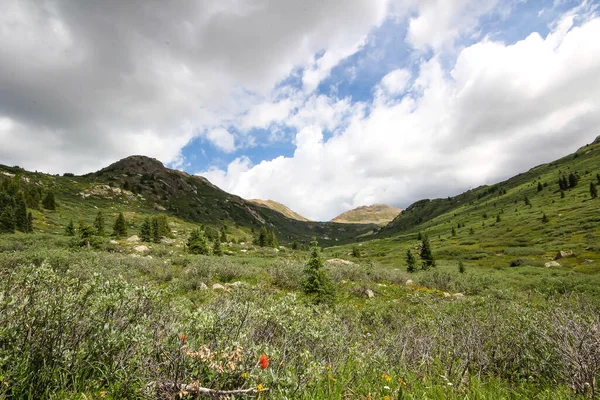 コロラド州アスペン付近の独立パスの上部にある盆地の風景の中にある高山の野花 — ストック写真