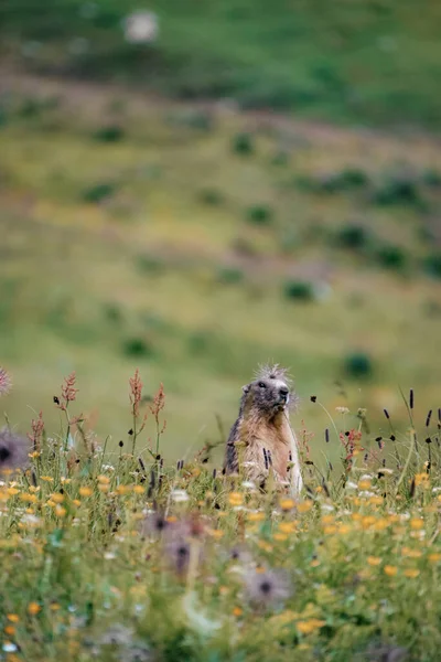 Beautiful Shot Marmot Gran Paradise Natural Reservation Italy —  Fotos de Stock