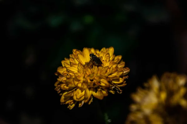 Dahlia Çiçeğindeki Bir Böceğin Yakın Plan Fotoğrafı — Stok fotoğraf