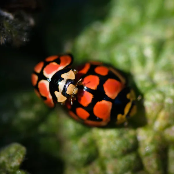 Macro Shot Couple Ladybugs Mating — 图库照片