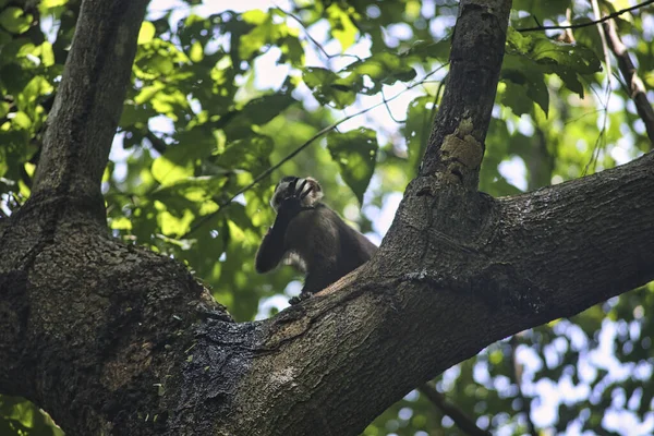 Прекрасний Вид Природу Мавпа Дереві — стокове фото