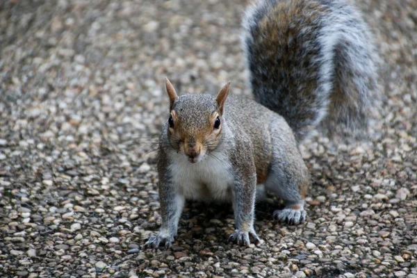 Closeup Shot Squirrel Park — Stock Photo, Image