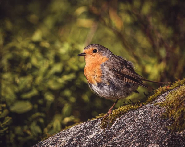 苔むした岩の上に落ちた鳥のクローズアップショット — ストック写真