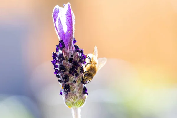 晴れた日には 英国のラベンダー工場でヨーロッパのミツバチの選択的フォーカスショット — ストック写真