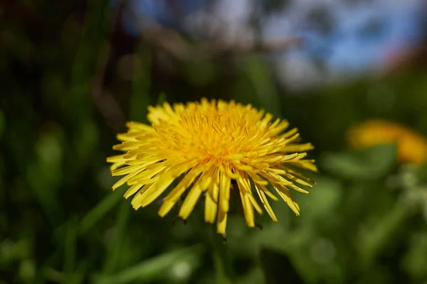 Closeup Shot Blooming Yellow Dandelion Flower — 图库照片