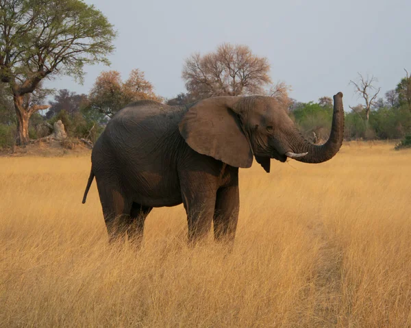 Elefante Africano Sabana África Vida Silvestre — Foto de Stock