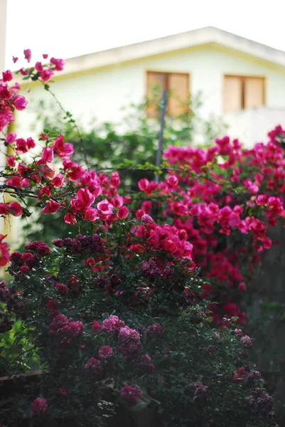 Beautiful Shot Flowers Botanical Garden — Stock Photo, Image