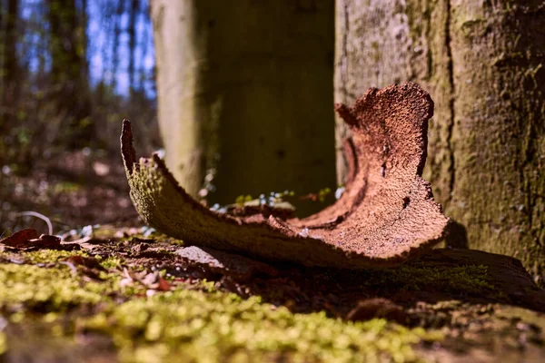 Detailní Záběr Zlomené Kůry Lesní Podlaze — Stock fotografie